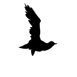 Black Crow (CSS Flying Bird)