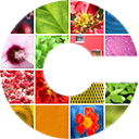CryptoPhoto