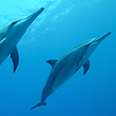 Killed Dolphins Counter