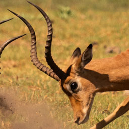 Lechwe Read Status