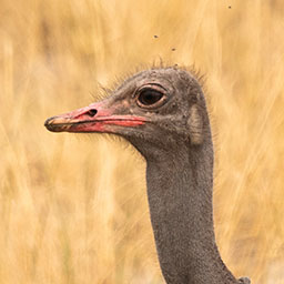 Ostrich Admin Menus