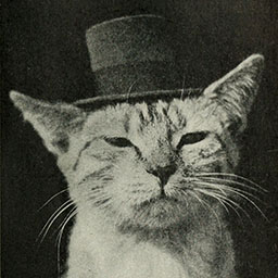 Primary Cat