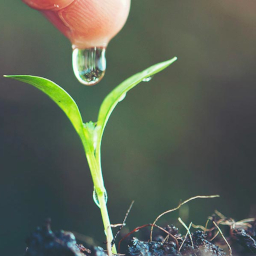 SynField Smart Agriculture
