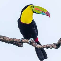 Toucan – Gutenberg Color Palette